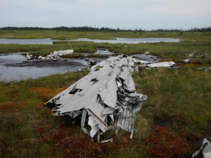 What remains of the wings, "floating" on the bog. Photo by author, 2010.