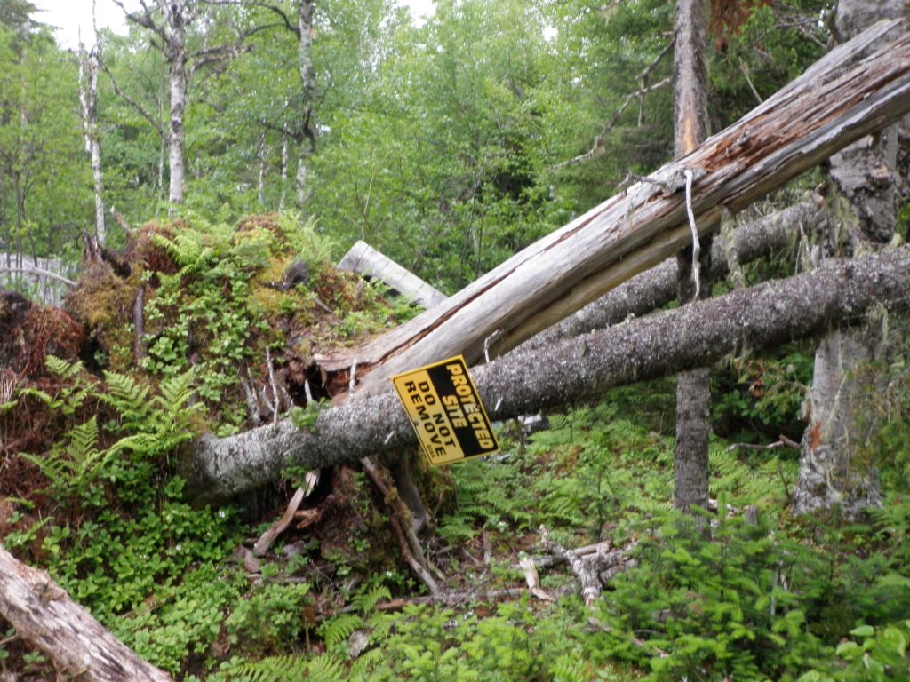 Figure 8 and 9: Changes to the site caused by Hurricane Igor. Top, uprooted trees; bottom, what the lifted roots uncovered. Lisa M. Daly 2011.